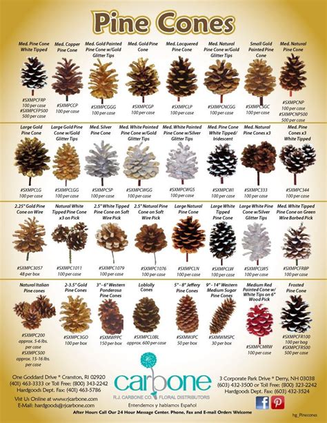 pinecone & pony gomovie|pine cone identification chart.